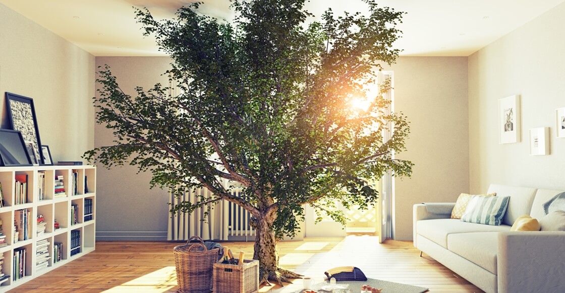 Tree inside living room